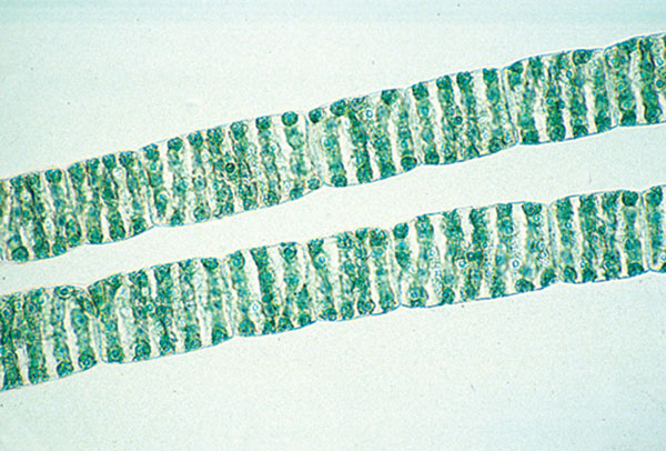 Mikropräparate Schulserie B