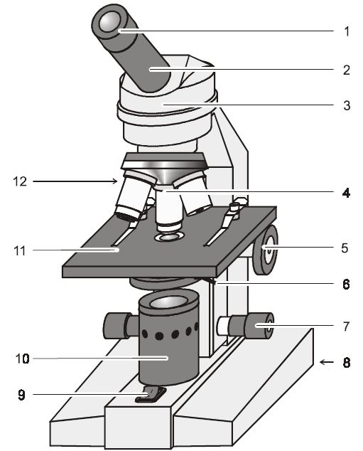 Aufbau und Funktionsweise eines Lichtmikroskops