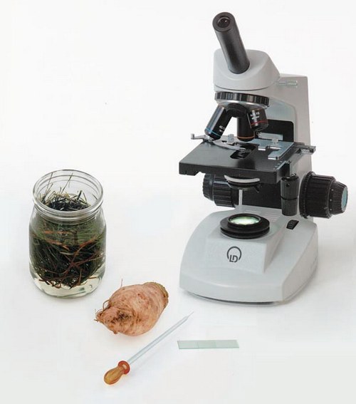 Betrachtungen mit dem Mikroskop